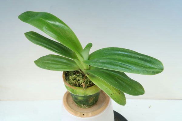 商品3809 - (株)東京オーキット・ナーセリー