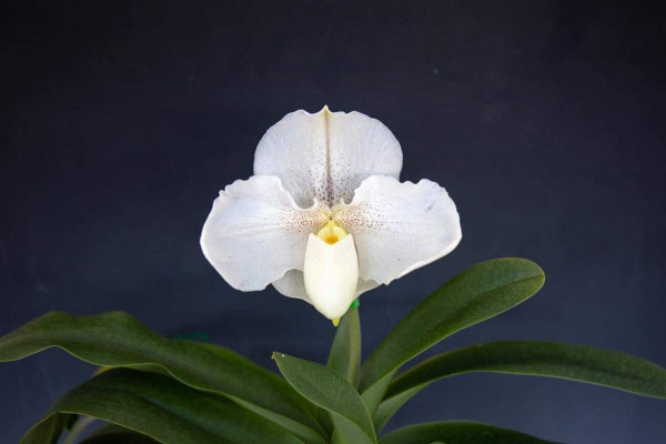北軽ガーデン賞　Paph. Revendell 'Salt Desert'　森　隆明様