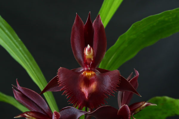 カタセタム初花！ - (株)東京オーキット・ナーセリー