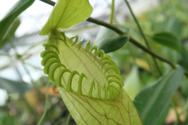 レア苗　ボウェニアsp ティナルー　Bowenia サイカス　珍しいソテツ Yahoo!オークション - Bowenia sp. 'Tinaroo' ボウェニア ティナルー