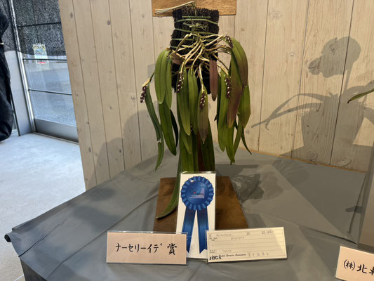 レアモリンガ。オバリフォリア ・ヒルデブランドティ・ ボトルツリー10月末削除 農場だより - (株)東京オーキット・ナーセリー