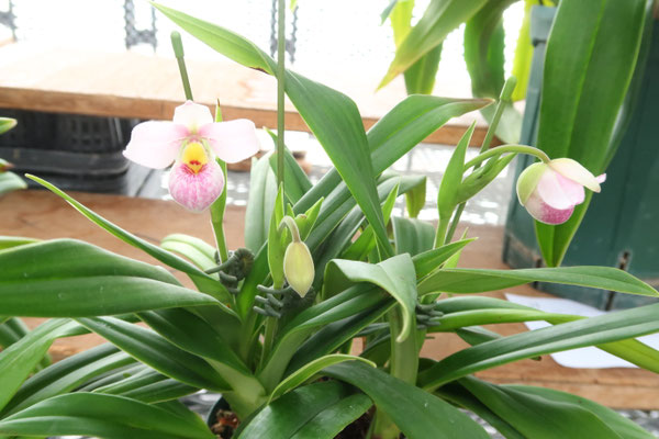 農場だより - (株)東京オーキット・ナーセリー