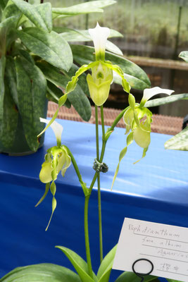 James Fang 賞　Paph. dianthum fma. album 'Aquarius'