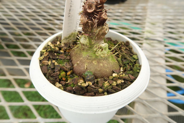 山野草　希少　カリアンテマム　ファレリ　苗 山野草 希少 カリアンテマム ファレリ 苗