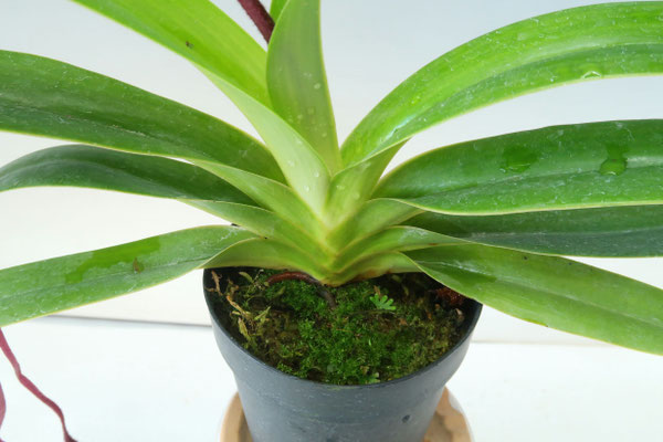 おはなです。 商品3845 - (株)東京オーキット・ナーセリー