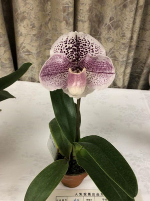 4位　村上周次様出品の　Paph. Pink Palace 'Pink Baloon'