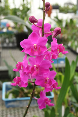 カラフルプルケリマ！ - (株)東京オーキット・ナーセリー