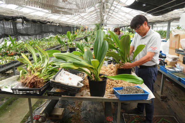 パピリオブッダ（オス、インド・ニルギリ産） LUPICIA】ニルギリ NILGIRI,FOP | お茶 | LUPICIA ONLINE STORE