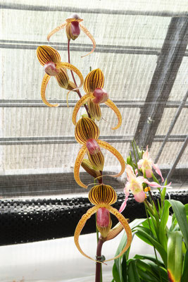 人気投票1位 &審査員特別賞 Paph. Hung Sheng Eagle