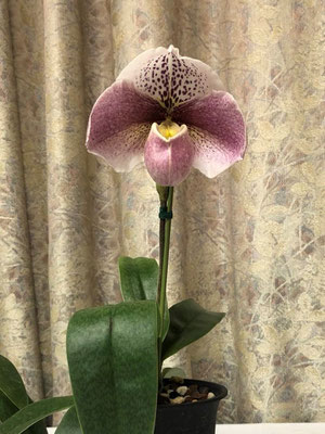 5位　藤岡幸裕様出品の　Paph. Premium Magic 'Hagoromo'