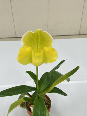 奨励賞