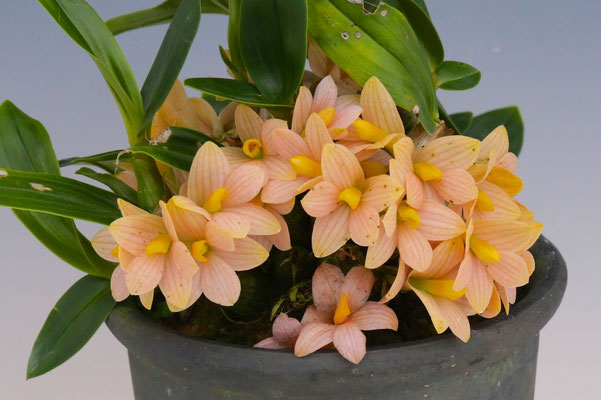 太陽園芸賞 長尾 憲佑様出展 Den. laevifolium 'Pinky'