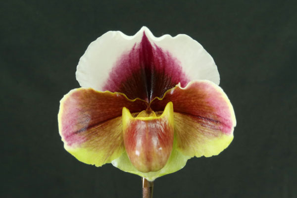 商品3828 - (株)東京オーキット・ナーセリー