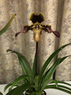 2位　山口洋征様出品の　Paph. esquirolei