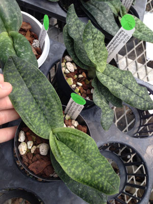 パービ系Paph. (Norito Hasegawa x Shun-Fa Golden)大きくていい木ぶりの苗です。