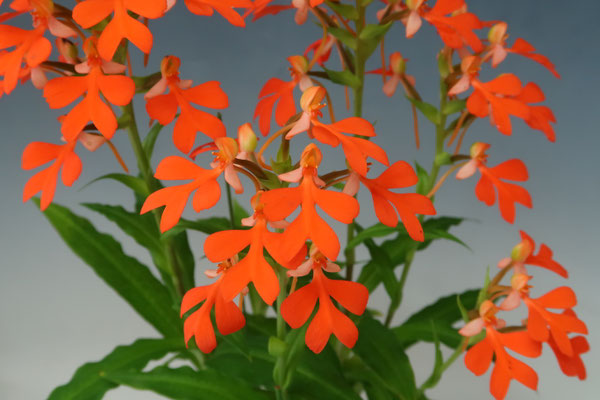 オーキデアンペリアル 農場だより - (株)東京オーキット・ナーセリー