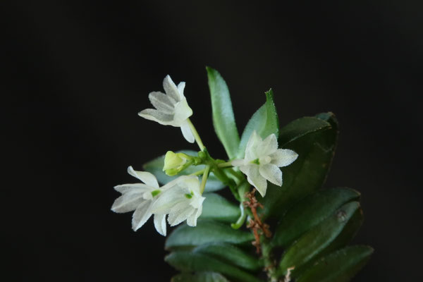 ヒッポフェアオイデス/R.hippophaeoides【現品発送】管理70490 ヒッポフェアオイデス/R.hippophaeoides【現品発送】管理70490