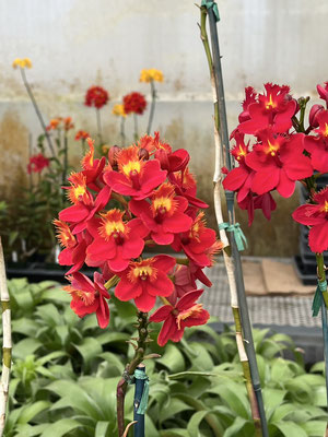 希望の花 農場だより - (株)東京オーキット・ナーセリー