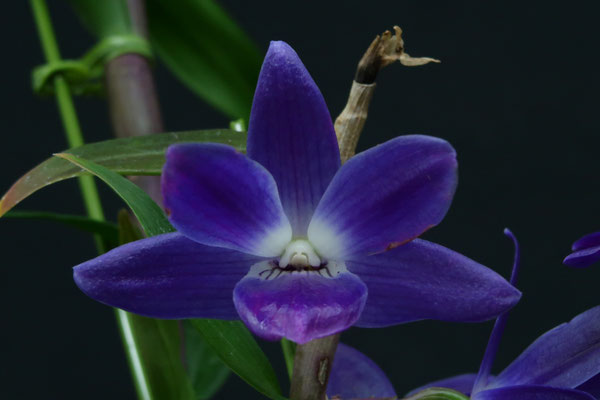 'Poseidon'