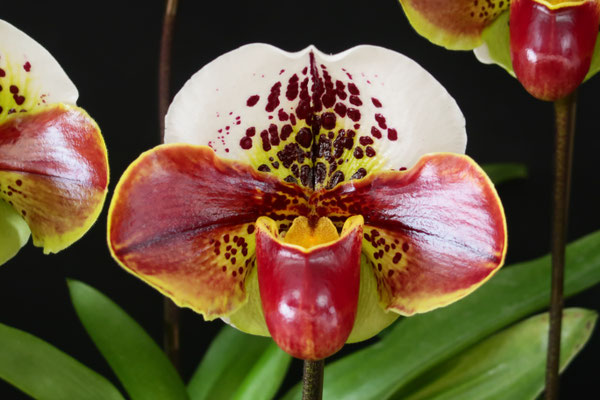 Paph. Perfect World 'Jupiter'