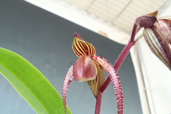 商品3845 - (株)東京オーキット・ナーセリー