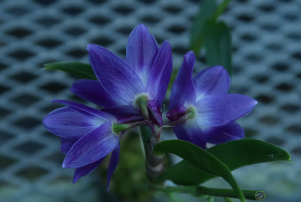 農場だより - (株)東京オーキット・ナーセリー