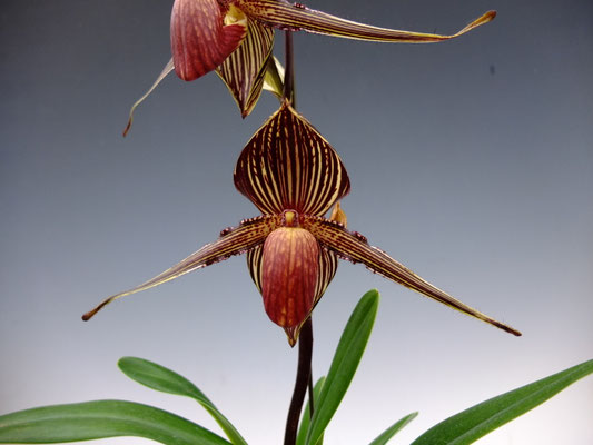 'Phoenix'
