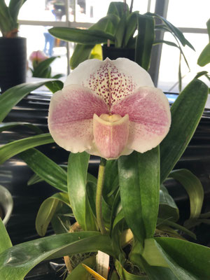 新花賞 Paph. (Snow Galaxy x Red Rage) 'Sumida' (出品者:清水達夫様)