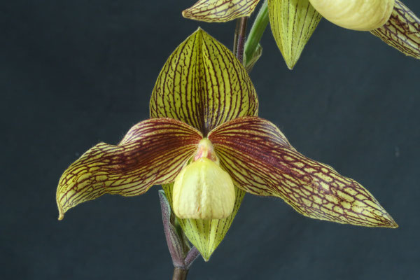 ミロッキー様 全12苗 ポットごと梱包⑱乙女蛍❣️ざらめ❣️あかずきん❣️ ミロッキー様 全12苗 ポットごと梱包⑱乙女蛍❣️ざらめ