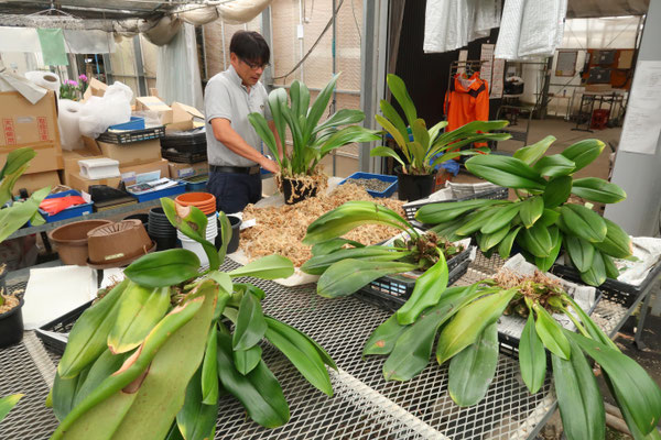 農場だより - (株)東京オーキット・ナーセリー