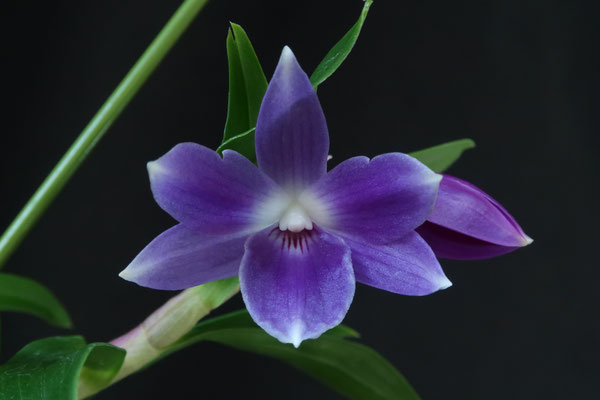 【7株】ルイーズ　観葉植物 7株】ルイーズ 観葉植物