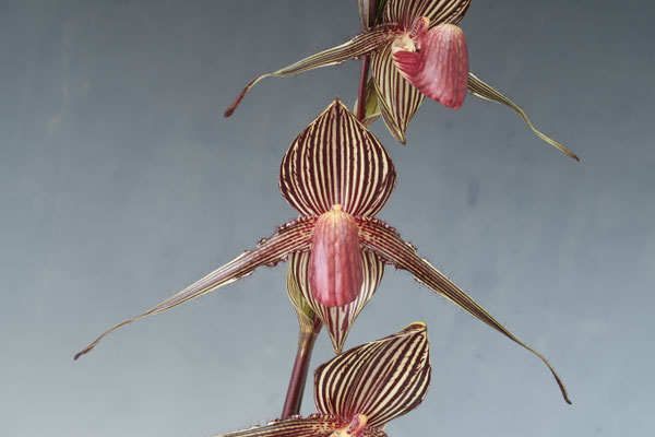 商品3823 - (株)東京オーキット・ナーセリー