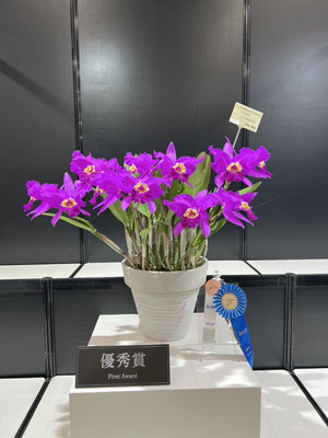 世界らん展2025入賞花！ - (株)東京オーキット・ナーセリー