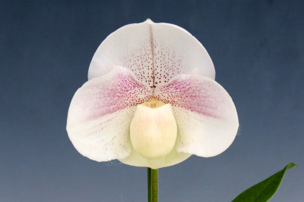 人気投票第５位 清水 達夫様出展 Paph. (Snow Galaxy 'Pretty' x Stone Lovely 'Shrex')