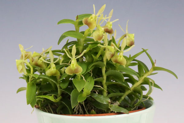 Hiro's Pitcher Plants賞 清水 敬夫様出展 Epi. porpax