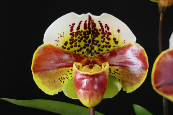 Paph. (Kimberley Szabo x Speedmaster)