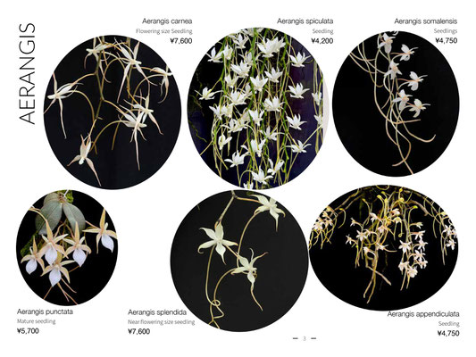 Afri Orchids 世界らん展リスト - (株)東京オーキット・ナーセリー