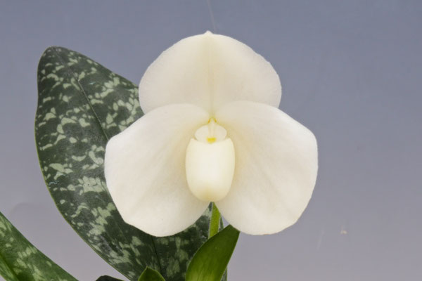Orchid inn賞 今井 敦様出展 Paph. bellutulum album