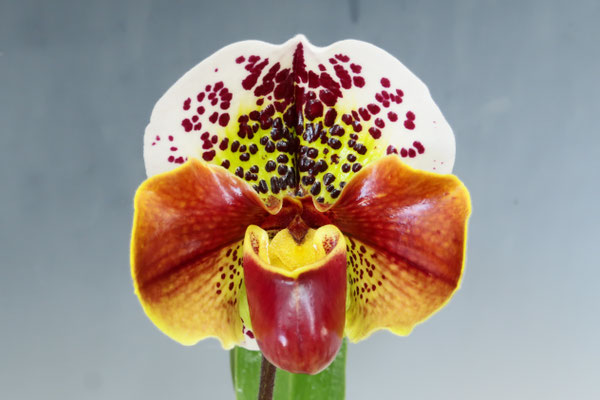 丸い花型！ - (株)東京オーキット・ナーセリー