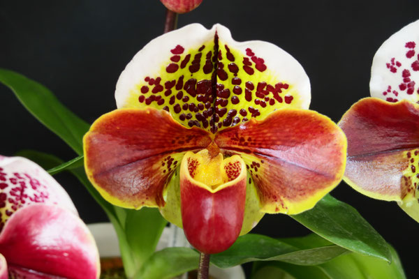 Paph. Casablanca Dandy 'Tokyo' SSM/JOGA