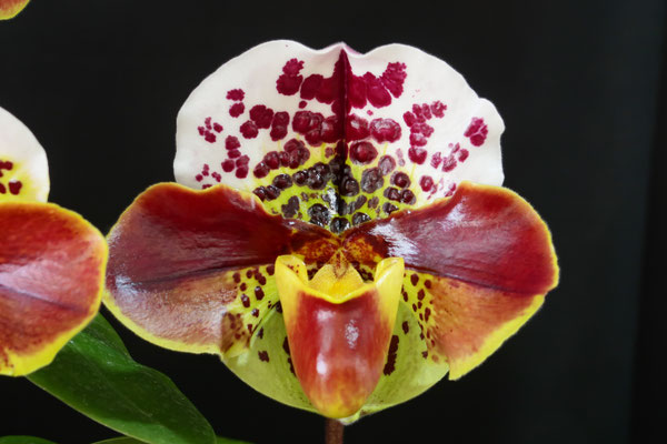 Paph. Iron Man 'Giant Panda'