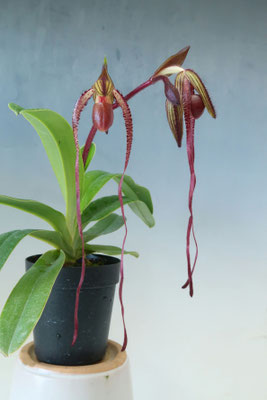 おはなです。 商品3845 - (株)東京オーキット・ナーセリー