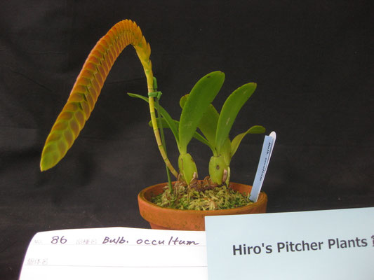Hiro's Pither Plants賞