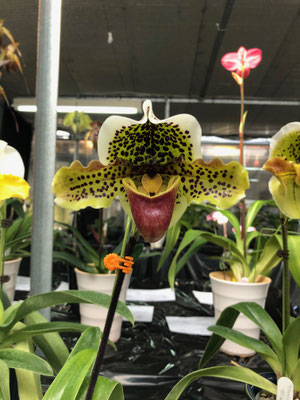品種保存賞 Paph. Defoe (出品者:鈴木研様)