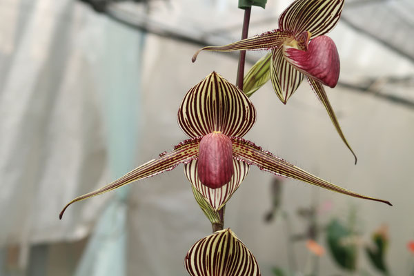 商品3824 - (株)東京オーキット・ナーセリー