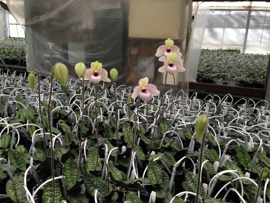 Lynleigh Koopowitz咲いてきました！ - (株)東京オーキット・ナーセリー