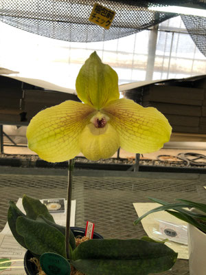 人気投票4位 Paph. Shun-Fa Golden 'Yui' (出品者:須戸俊之様)