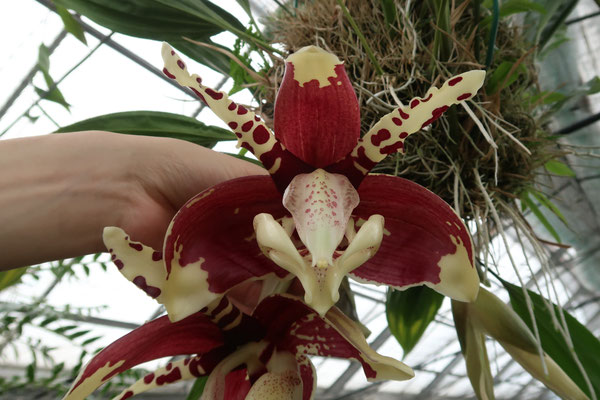 パカっと開きました！ - (株)東京オーキット・ナーセリー