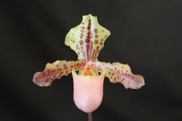 ヒメオオルリアゲハ ♂♀標本 ☆ニューカレドニア産☆激レア標本・入手