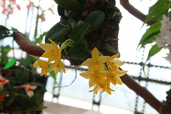 ハイドランジア マグノリア ハイドランジア マグノリア Amazon.com : Japanese hydrangea vine